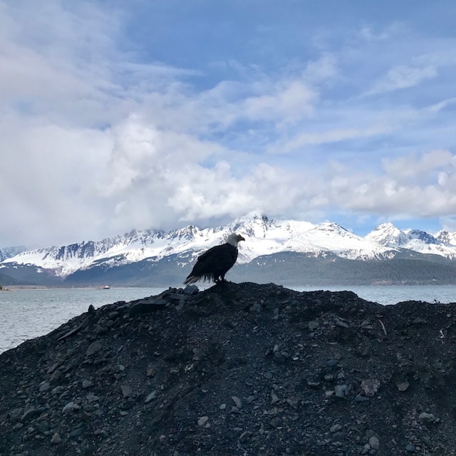 Eagle in Seward, Alaska. Photo: Liberty Miller