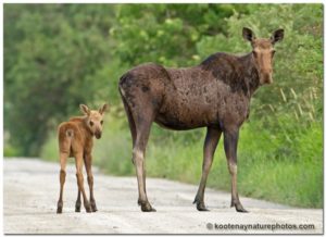 Moose mama and calf. Photo: Stock